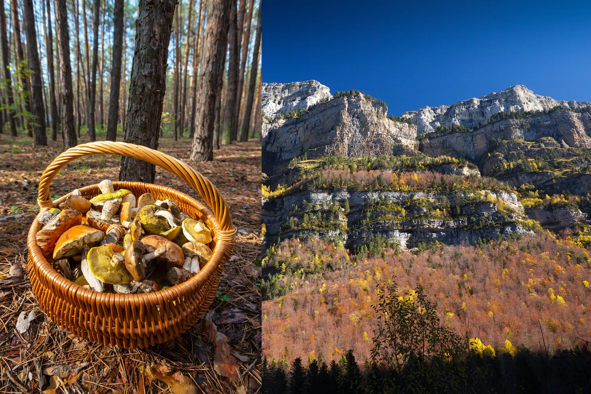 Temporada de setas en Salamanca | Plan perfecto para tu escapada rural