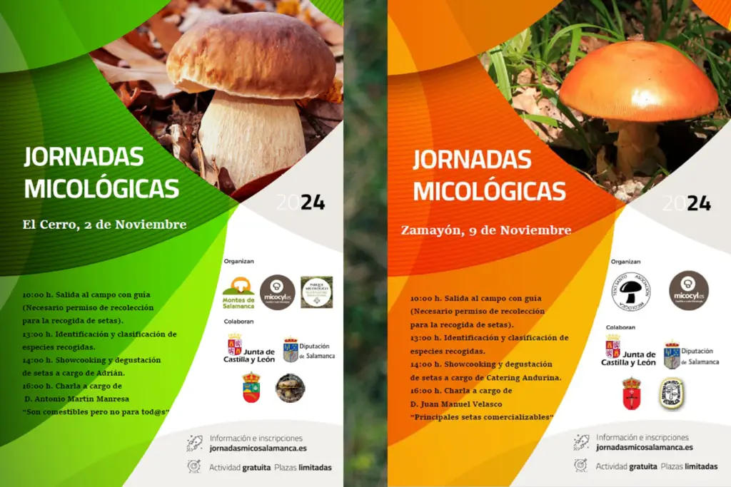 Temporada de setas en Salamanca | Plan perfecto para tu escapada rural